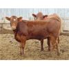 Image 5 : Coro View Farms - 900# Heifers - 57 Head (Scandia, AB)