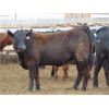Image 6 : Coro View Farms - 900# Heifers - 57 Head (Scandia, AB)
