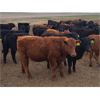 Image 2 : JT Cholin Farms - 750# Steers - 80 Head (Kerrobert, SK)