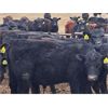 Image 6 : JT Cholin Farms - 750# Steers - 80 Head (Kerrobert, SK)