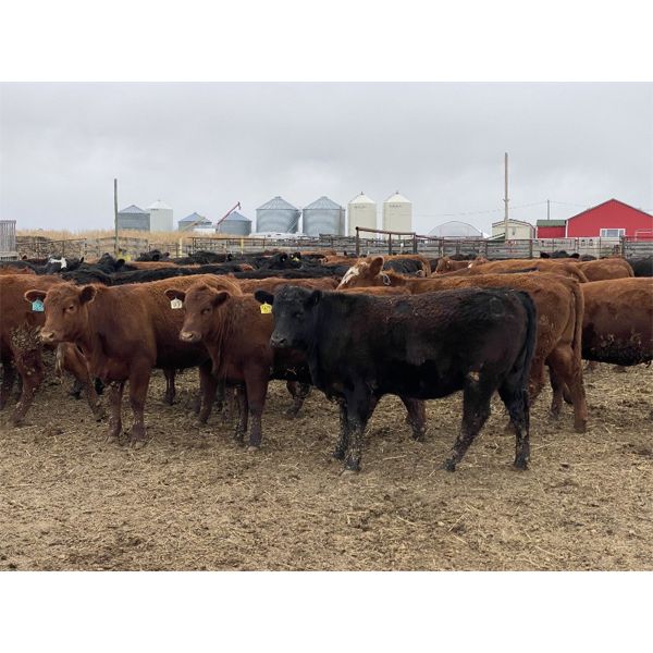 Ron Billings - 1000# September Grass Heifers - 62 Head (Sundre, AB)