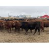 Image 1 : Ron Billings - 1000# September Grass Heifers - 62 Head (Sundre, AB)
