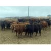 Image 5 : Ron Billings - 1000# September Grass Heifers - 62 Head (Sundre, AB)