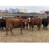 Image 6 : Ron Billings - 1000# September Grass Heifers - 62 Head (Sundre, AB)