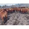 Image 1 : Breault Ranching Ltd. - 1480# Cows - 206 Head (Ste. Rose, MB) VBP+
