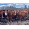Image 2 : Breault Ranching Ltd. - 1480# Cows - 206 Head (Ste. Rose, MB) VBP+