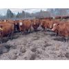 Image 3 : Breault Ranching Ltd. - 1480# Cows - 206 Head (Ste. Rose, MB) VBP+