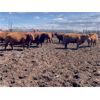 Image 6 : Breault Ranching Ltd. - 1480# Cows - 206 Head (Ste. Rose, MB) VBP+