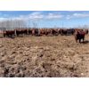 Image 8 : Breault Ranching Ltd. - 1480# Cows - 206 Head (Ste. Rose, MB) VBP+