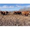 Image 9 : Breault Ranching Ltd. - 1480# Cows - 206 Head (Ste. Rose, MB) VBP+