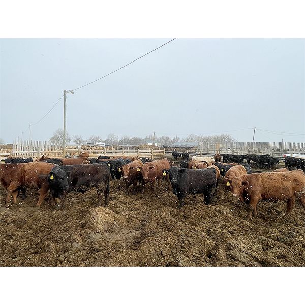 Westview Feeders - 875# Steers - 200 Head (Monarch, AB)