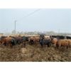 Image 1 : Westview Feeders - 875# Steers - 200 Head (Monarch, AB)