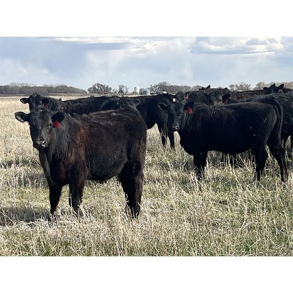 VR Livestock - 670# Steers - 83 Head (Tessier, SK)