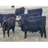 Image 3 : VR Livestock - 670# Steers - 83 Head (Tessier, SK)