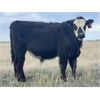 Image 5 : VR Livestock - 670# Steers - 83 Head (Tessier, SK)