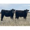Image 6 : VR Livestock - 670# Steers - 83 Head (Tessier, SK)