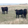Image 7 : VR Livestock - 670# Steers - 83 Head (Tessier, SK)