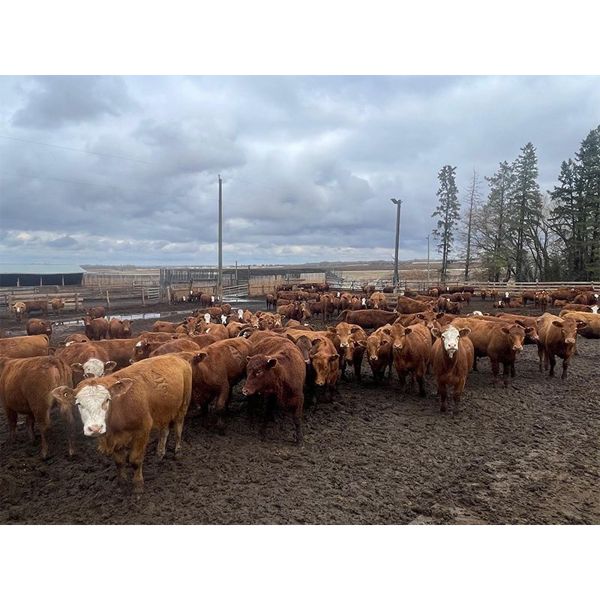 Glenn Peterson - 950# September Grass Heifers - 250 Head (Marwayne, AB)