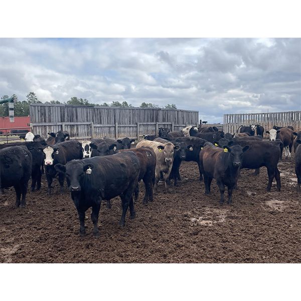 Hines Ranching Co. Ltd. - 1000# August Grass Heifers - 175 Head (Marwayne, AB)