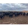 Image 2 : Hines Ranching Co. Ltd. - 1000# August Grass Heifers - 175 Head (Marwayne, AB)