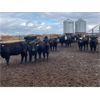 Image 6 : Hines Ranching Co. Ltd. - 1000# August Grass Heifers - 175 Head (Marwayne, AB)