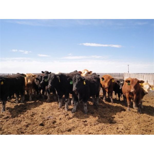 E & A McKee Holdings Ltd. - 740# Steers - 84 Head (Porcupine Plain, SK)