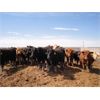 Image 1 : E & A McKee Holdings Ltd. - 740# Steers - 84 Head (Porcupine Plain, SK)