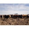 Image 2 : E & A McKee Holdings Ltd. - 740# Steers - 84 Head (Porcupine Plain, SK)