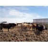 Image 4 : E & A McKee Holdings Ltd. - 740# Steers - 84 Head (Porcupine Plain, SK)