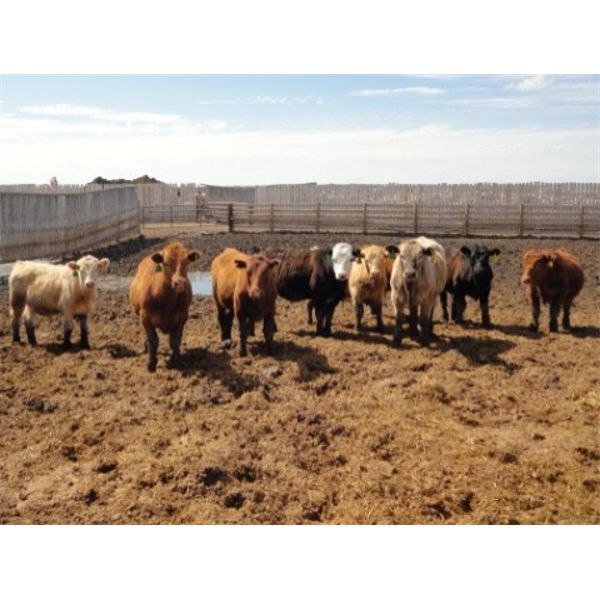 E & A McKee Holdings Ltd. - 870# Steers - 70 Head (Porcupine Plain, SK)