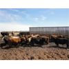 Image 6 : E & A McKee Holdings Ltd. - 870# Steers - 70 Head (Porcupine Plain, SK)