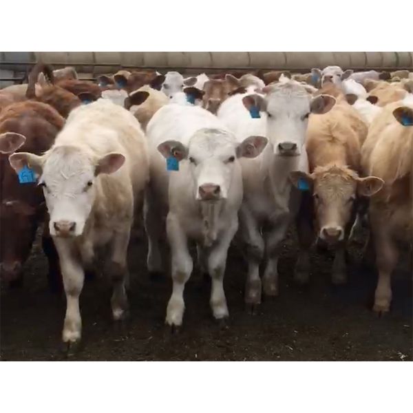 Brent Fischer - 735# Steers - 148 Head (Tiger Lily, AB)