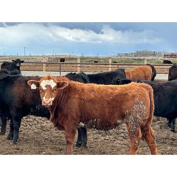 Justin & Kryston Tateson - 830# Steers - 70 Head (Scandia, AB)