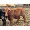 Image 8 : Justin & Kryston Tateson - 830# Steers - 70 Head (Scandia, AB)