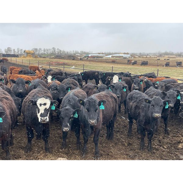 Hanging H Ranch Ltd. - 675# Heifers - 85 Head (Marwayne, AB)