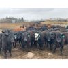 Image 4 : Hanging H Ranch Ltd. - 675# Heifers - 85 Head (Marwayne, AB)
