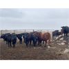 Image 5 : Hanging H Ranch Ltd. - 675# Heifers - 85 Head (Marwayne, AB)