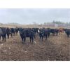 Image 6 : Hanging H Ranch Ltd. - 675# Heifers - 85 Head (Marwayne, AB)