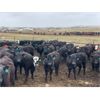 Image 7 : Hanging H Ranch Ltd. - 675# Heifers - 85 Head (Marwayne, AB)