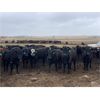 Image 8 : Hanging H Ranch Ltd. - 675# Heifers - 85 Head (Marwayne, AB)