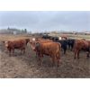 Image 9 : Hanging H Ranch Ltd. - 675# Heifers - 85 Head (Marwayne, AB)