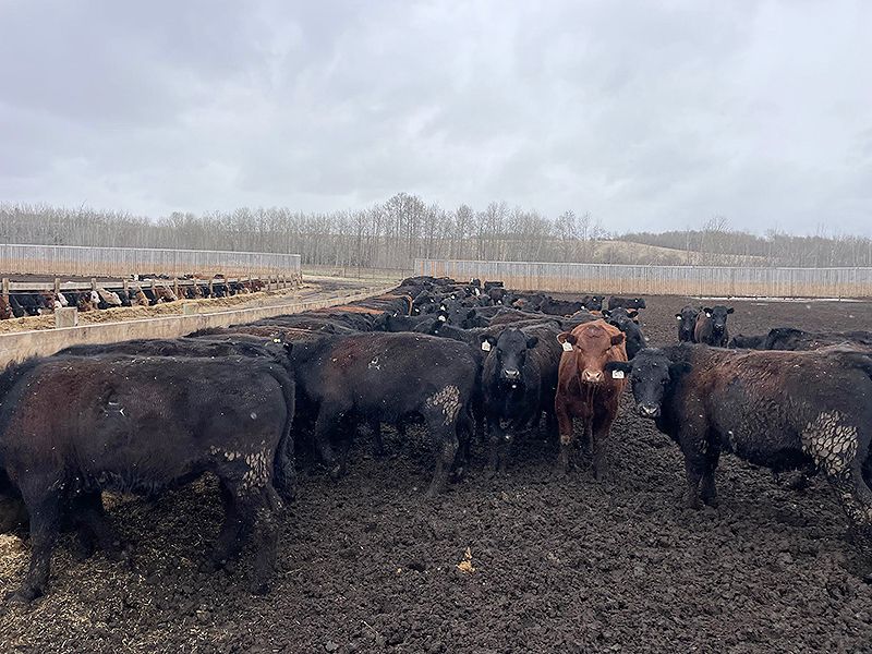 45 Ranch Range 45 Ranch Ltd. - 790# Steers - 235 Head (Dewberry, AB) - Team ...