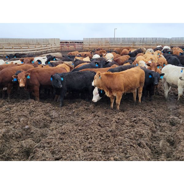 Ripple Rock Ranch - 725# Heifers - 168 Head (Brant, AB)