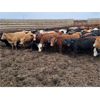 Image 2 : Ripple Rock Ranch - 725# Heifers - 168 Head (Brant, AB)