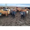 Image 6 : Ripple Rock Ranch - 725# Heifers - 168 Head (Brant, AB)