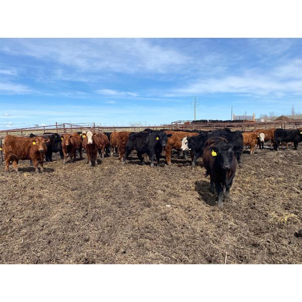 Westland Cattle - 680# Steers - 90 Head (Leduc, AB)