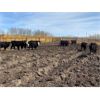 Image 5 : Westland Cattle - 680# Steers - 90 Head (Leduc, AB)
