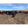 Image 6 : Westland Cattle - 680# Steers - 90 Head (Leduc, AB)