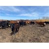Image 7 : Westland Cattle - 680# Steers - 90 Head (Leduc, AB)