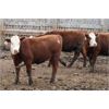 Image 3 : McIntyre Ranch - 875# Replacement Heifers - 55 Head (Raymond, AB)